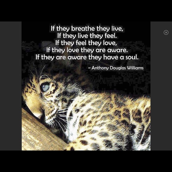 ❤️Please be kind to homeless cats and kittens❤️ - Picture 8 of 9